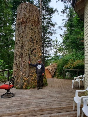 Lakeside Fir Removal - This very large old growth Douglas Fir Tree finally died. Fell the Tree at 15ft, jumped at the deck with no damage.