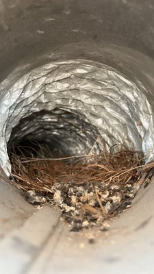 Dryer cleaning - Customer called because their dryer was not drying properly and when I went to inspect it I came across this home left behind by a bird. Sometimes your lint is not the issue