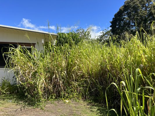 Wahiawa Land clearing - Owner wanted land to be cleared from fire hazard. Happy customer 🤙🏾