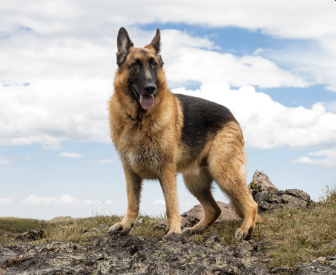 Aggression Training (Starting at $55) - We train leash aggression, dog aggression, dog-to-human aggression, and resource guarding. Many trainers will deny your dog with aggression we wont.

Most dogs are scared and aggression is a sign of a deeper problem. Training can modify dog aggression by desensitizing the dog to stimuli that pump adrenaline, making them fearful, angry, and out of control.

In general, there are three root causes of dog aggression. The first is trauma. That includes abuse, neglect, agitation, and fear. We can help! We also are set up to board aggressive dogs.
