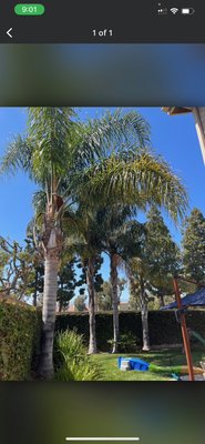 Clean up of queen palms - Clean up of queen palms Clean up of queen palms - Clean up of queen palms