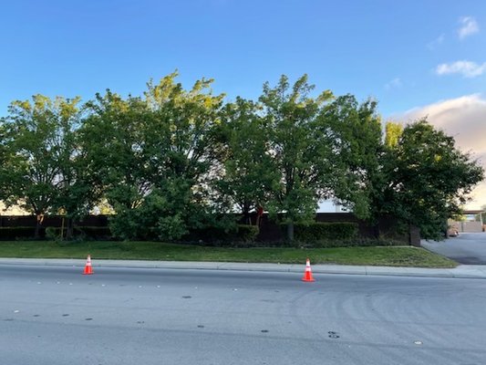 TERRY’S TREE SERVICE - Updated March 2026 - 120 Photos & 295 Reviews ...