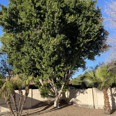 Removal of ficus tree. - This ficus tree was damaging the wall and the client wanted to get it removed. We removed the tree, and grind the stump. Removal of ficus tree. - This ficus tree was damaging the wall and the client wanted to get it removed. We removed the tree, and grind the stump.