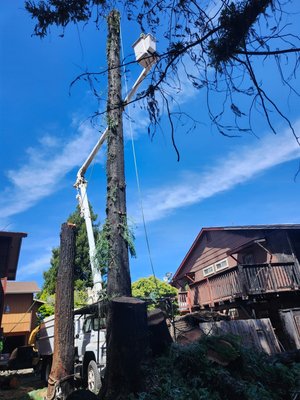 Redwood Tree Removal & Stump Grinding - These redwood trees were burnt in a fire. We had to cut down the trees, remove them, and grind down the stumps. To prevent this, keep your trees always clean and prune at the right time, and keep them from overgrowing. Redwood Tree Removal & Stump Grinding - These redwood trees were burnt in a fire. We had to cut down the trees, remove them, and grind down the stumps. To prevent this, keep your trees always clean and prune at the right time, and keep them from overgrowing.