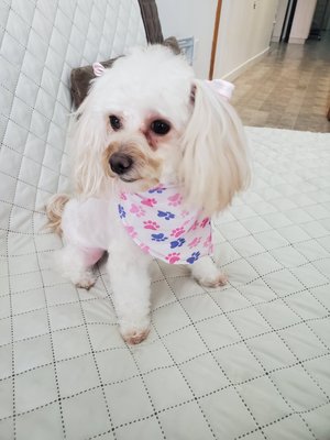new look - Chloe get a new look after long time and she feels fantastic!🐕🐾 new look - Chloe get a new look after long time and she feels fantastic!🐕🐾