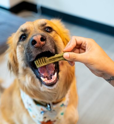 Dental Care for Pets - Pet dental care is an important part of overall pet health - and especially when done as part of preventive care, can significantly boost a pet’s quality of life Sploot offers a wide range of pet dental care, from oral exams and teeth cleaning to x-rays and extractions. Dental Care for Pets - Pet dental care is an important part of overall pet health - and especially when done as part of preventive care, can significantly boost a pet’s quality of life Sploot offers a wide range of pet dental care, from oral exams and teeth cleaning to x-rays and extractions.