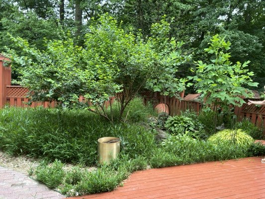 Quick cleanup - Little property facelift
