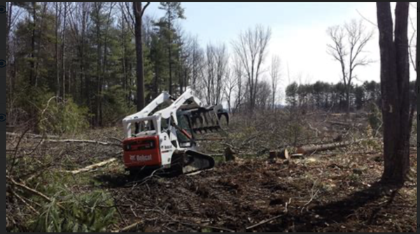 Tree Services - Call today for a free estimate Tree Services - Call today for a free estimate