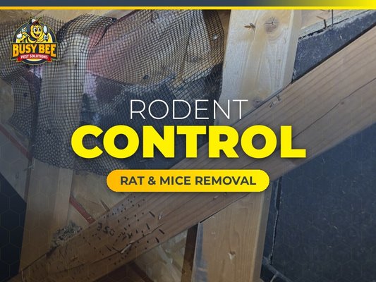 Rat and Mice Removal - Recognizing that every homeowner desires a pest-free living environment, Busy Bee empathizes with your aspirations. With this understanding, our $29 special package includes a commitment to a 1-year service agreement, assuring you tranquility and a home free from rodents. This comprehensive plan involves 6 bi-monthly treatments – an approach we fervently endorse as it benefits not just your finances, but also the environment and your precious leisure time. Rat and Mice Removal - Recognizing that every homeowner desires a pest-free living environment, Busy Bee empathizes with your aspirations. With this understanding, our $29 special package includes a commitment to a 1-year service agreement, assuring you tranquility and a home free from rodents. This comprehensive plan involves 6 bi-monthly treatments – an approach we fervently endorse as it benefits not just your finances, but also the environment and your precious leisure time.