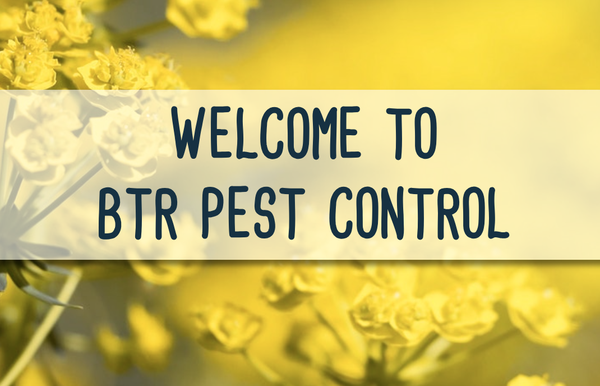 “Bee Treated Right” - We here at BTR pride ourselves in getting the job done right for our clients. For quality exterminating services, schedule today with our team. “Bee Treated Right” - We here at BTR pride ourselves in getting the job done right for our clients. For quality exterminating services, schedule today with our team.