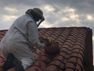 Beehive removal - Removing multiple beehives using smoke method to replace them in bee farm. Also remove the honey no chemical removal.
