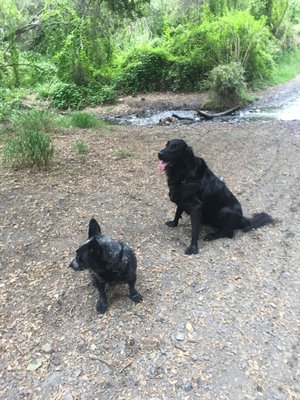 Hiking! - I love to take pups on hikes responsibly, with lots of water, exercise and contentious of our surroundings.  It is fun for them and me! That is the main reason I love my job!