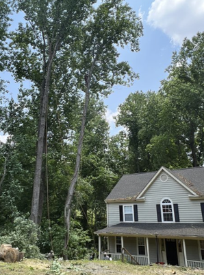 Tree Service - Tree Service