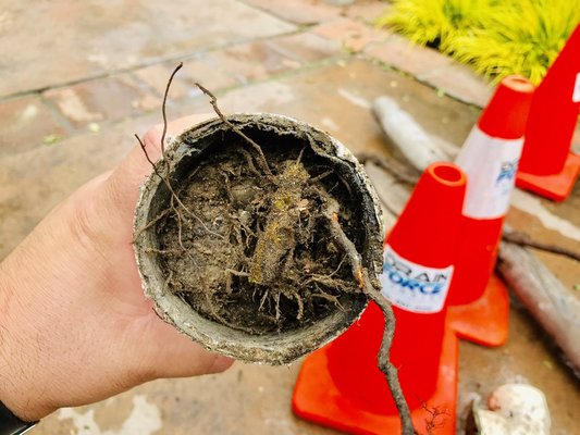 Storm Drain / Rain Gutters / Downspouts - On this project we replaced entire storm drain system to a large home in Rolling Hills Estates. Replaced approximately 120 total feet of storm and downspout drainage system. We were able to save homeowners beautifully maintained garden and landscaping by only doing minimal excavation, just enough to fit our Trench-less equipment.