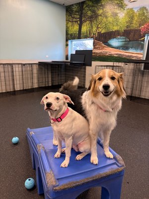 Free Meet and Greet! - Curious if daycare or boarding is right for your dog? At Dogtopia of Oakbrook Terrace, we offer a complimentary Meet & Greet to help your dog get comfortable in our open-play environment. During this visit, we gently evaluate your dog’s play style, temperament, and comfort level to ensure they’re happy, safe, and ready to join the pack. Free Meet and Greet! - Curious if daycare or boarding is right for your dog? At Dogtopia of Oakbrook Terrace, we offer a complimentary Meet & Greet to help your dog get comfortable in our open-play environment. During this visit, we gently evaluate your dog’s play style, temperament, and comfort level to ensure they’re happy, safe, and ready to join the pack.