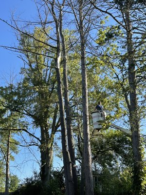 Tree Removal 08/02/21 - This removal was done in a tricky spot because of the fences , was able to get down 5 trees . Was a good day Tree Removal 08/02/21 - This removal was done in a tricky spot because of the fences , was able to get down 5 trees . Was a good day
