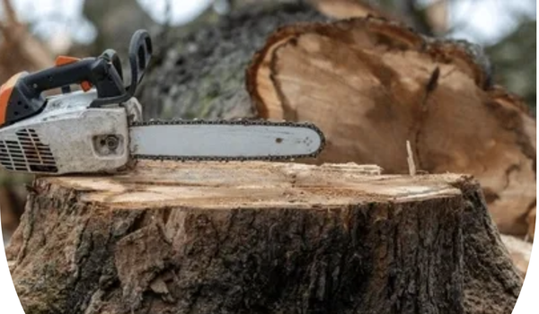 Tree Removal & Maintenance - At Valley Tree Solutions INC, we specialize in tree removal and maintenance services tailored to the needs of our clients in Sacramento, CA. With over 13 years of experience, we ensure the safe and efficient removal of hazardous or unwanted trees, while offering regular maintenance to keep your landscape looking its best. Whether you're dealing with a damaged tree or simply need routine care to promote healthy growth, our certified team is equipped to handle every aspect of tree care. We prioritize the safety of your property while maintaining the natural beauty of your surroundings, ensuring that your trees are healthy, safe, and visually appealing. Tree Removal & Maintenance - At Valley Tree Solutions INC, we specialize in tree removal and maintenance services tailored to the needs of our clients in Sacramento, CA. With over 13 years of experience, we ensure the safe and efficient removal of hazardous or unwanted trees, while offering regular maintenance to keep your landscape looking its best. Whether you're dealing with a damaged tree or simply need routine care to promote healthy growth, our certified team is equipped to handle every aspect of tree care. We prioritize the safety of your property while maintaining the natural beauty of your surroundings, ensuring that your trees are healthy, safe, and visually appealing.