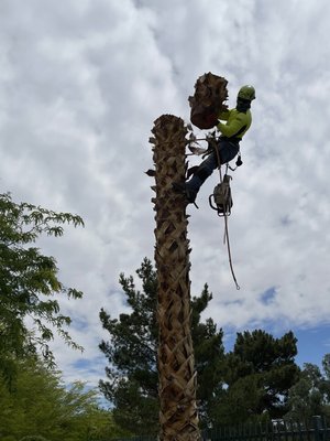 Palm Tree Removal - This is the process of a palm tree removal Palm Tree Removal - This is the process of a palm tree removal