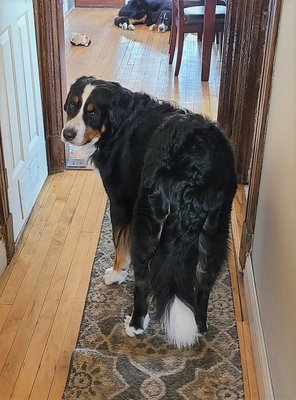 Overnight Pet Services - We make ourselves available to your pets while you're on your getaway! With little to no break in routine your pets will hardly notice you're gone. We collect detailed information from our clients so that we can provide the best services available for your pets. We will even turn the blinds, rotate lights or move the car in the driveway to deter break-ins. Overnight Pet Services - We make ourselves available to your pets while you're on your getaway! With little to no break in routine your pets will hardly notice you're gone. We collect detailed information from our clients so that we can provide the best services available for your pets. We will even turn the blinds, rotate lights or move the car in the driveway to deter break-ins.