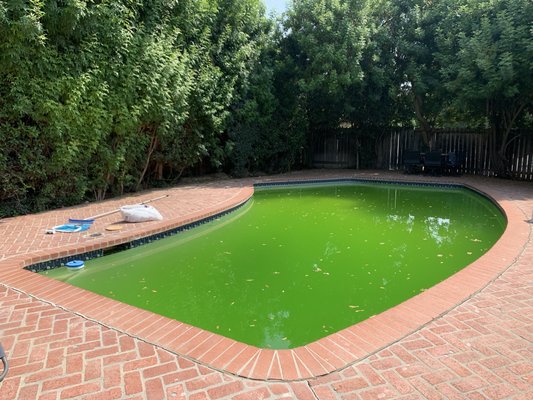 Pool Restoration - Pool was neglected and full of algae. Restored back to shape in 1 week without draining Pool Restoration - Pool was neglected and full of algae. Restored back to shape in 1 week without draining