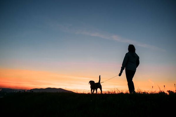 Dog Walking - Give your pup the exercise, fresh air, and attention they need with our 30 & 60-minute dog walks. Whether you're at work, running errands, or just need a helping hand, we'll ensure your dog gets a safe and stimulating walk tailored to their energy level and personality. Dog Walking - Give your pup the exercise, fresh air, and attention they need with our 30 & 60-minute dog walks. Whether you're at work, running errands, or just need a helping hand, we'll ensure your dog gets a safe and stimulating walk tailored to their energy level and personality.