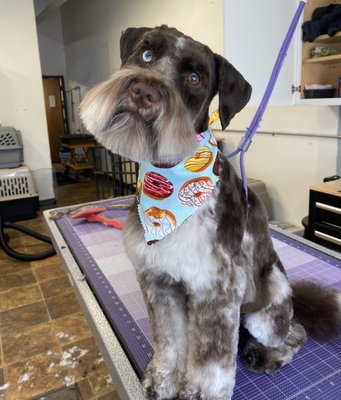 Dog Grooming - Professional dog grooming by our 4 wonderful groomers!