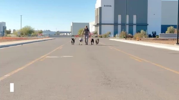 Pack Walks for All Breeds - At Desert Dog Walks, we specialize in structured, safe, and fun pack walks for dogs of all sizes and temperaments — including high-energy and reactive breeds.

With years of experience and a calm, confident approach, I’m able to walk up to 12 dogs at once while maintaining control, safety, and a positive experience for every pup.

Whether your dog is social, shy, or needs a little extra attention, I’ll make sure they’re comfortable and cared for.

My 9-year-old daughter often joins me on walks — she’s a natural with animals and loves helping out. We treat every dog like family.

If you’re looking for someone who truly understands dogs and can give them the exercise and structure they need, let’s talk!