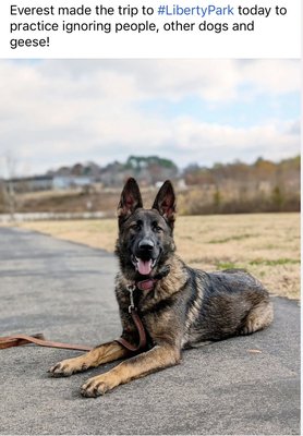 Board and Train - Our most recent Board and Train client. Went from a little wild girl, to very well mannered in 4 weeks Board and Train - Our most recent Board and Train client. Went from a little wild girl, to very well mannered in 4 weeks