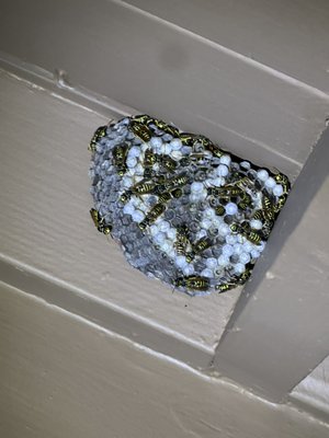 Yellowjacket Nest Removals - We arrived at the Hayward location and found an active yellow jacket nest near the front door. we carefully removed the entire nest and placed it into a secure disposal bag. After removal, we cleared away dead yellow jackets from the front door and sprayed the area with a hose to ensure the entry was safe and clean. Yellowjacket Nest Removals - We arrived at the Hayward location and found an active yellow jacket nest near the front door. we carefully removed the entire nest and placed it into a secure disposal bag. After removal, we cleared away dead yellow jackets from the front door and sprayed the area with a hose to ensure the entry was safe and clean.