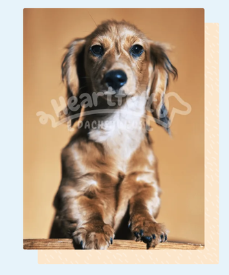 Journey to bring a home a Dachshund! - 1. Complete the puppy application Form. 2. Make our Deposit, secure your spot for future litter  3. Wait Until the puppies are 9 weeks old . until they're old enough to be safely placed in a new home.  4. Arrange to pick up your new furry friend and begin your adventure together.