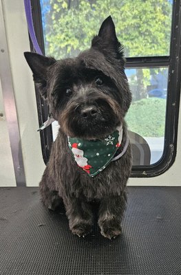 Fresh Trims, Happy Pups! - There’s nothing we love more than helping your fur kids look and feel their absolute best! This portfolio showcases our favorite before-and-after transformations, featuring fresh trims, fluffy finishes, and very relaxed pups. By bringing our cage-free, one-on-one mobile salon right to your doorstep, we eliminate the stress of traditional grooming. Dive in to see how our gentle, expert care keeps Southeast Valley pets looking gorgeous and feeling completely at ease! Fresh Trims, Happy Pups! - There’s nothing we love more than helping your fur kids look and feel their absolute best! This portfolio showcases our favorite before-and-after transformations, featuring fresh trims, fluffy finishes, and very relaxed pups. By bringing our cage-free, one-on-one mobile salon right to your doorstep, we eliminate the stress of traditional grooming. Dive in to see how our gentle, expert care keeps Southeast Valley pets looking gorgeous and feeling completely at ease!