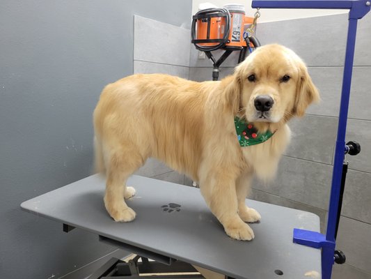 Golden Retriever transformation - Golden Retrievers should be groomed regularly to maintain their coat health. Staying on a good grooming schedule along with brushing at home helps prevent matting during shedding seasons. Book with us to get your pup looking their best!
https://moonlitpawsllc.groomore.com Golden Retriever transformation - Golden Retrievers should be groomed regularly to maintain their coat health. Staying on a good grooming schedule along with brushing at home helps prevent matting during shedding seasons. Book with us to get your pup looking their best!
https://moonlitpawsllc.groomore.com