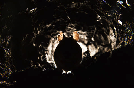 Rodent Control Services - David’s Pest Control delivers fast, effective, and personalized rodent control to keep your home or business safe from unwanted guests. With years of local experience in Loudoun County, VA, and Frederick County, MD, David is known for his thorough approach, honest communication, and commitment to long-term solutions for mice, rats, and other rodents. Trust a responsive local expert who goes above and beyond to solve even the toughest pest challenges