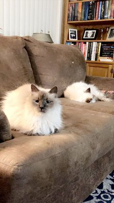 Visits with Sophie and Cairo - This is Cairo and Sophie. They are two old kitties who love to sleep and snuggle. They are very easy to care for because they just want to chill. Beautiful babies! Visits with Sophie and Cairo - This is Cairo and Sophie. They are two old kitties who love to sleep and snuggle. They are very easy to care for because they just want to chill. Beautiful babies!