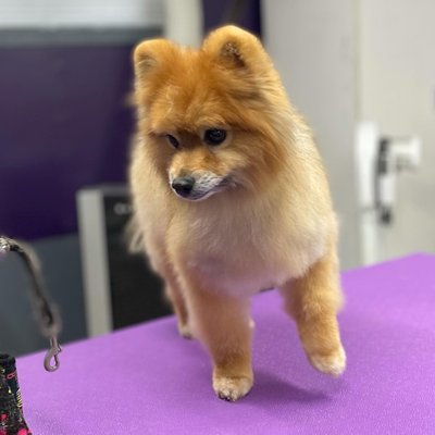 Small Dog - Call now to make an appointment! Small Dog - Call now to make an appointment!