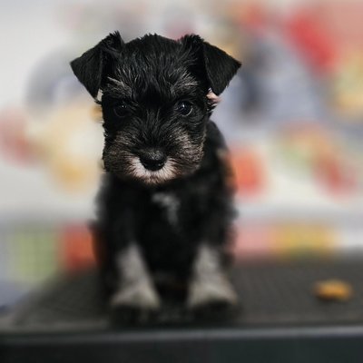 A'Lord Miniature Schnauzer Since 1986 - Litter born May 31,2024.  Sire has 5 obedience titles, out of America champion showlines.  Dam American/Ukraine champion showlines. Go to the website and fill out the puppy questionnaire application. Also video on website.