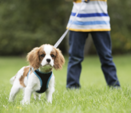 Weekly Lunch Dog Walking: - It’s a great option for busy clients. There is no additional driving for you to do, no drop-off or pick-up times to worry about. Just go to work and we come in to exercise/walk your dog so you don’t have to hurry back from work.
A typical visit runs 20 minutes include potty time, walk, play time, treat, water refresh, and a note for you. Our visit routine will be personalized to your specifications and your dog’s needs. Weekly Lunch Dog Walking: - It’s a great option for busy clients. There is no additional driving for you to do, no drop-off or pick-up times to worry about. Just go to work and we come in to exercise/walk your dog so you don’t have to hurry back from work.
A typical visit runs 20 minutes include potty time, walk, play time, treat, water refresh, and a note for you. Our visit routine will be personalized to your specifications and your dog’s needs.