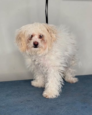 Matted coat makeover - Wendy the maltipoo’s transformation - Wendy came in with severe matting from head to tail, which can be painful and hard on a dog’s skin. We started with a careful assessment to ensure her comfort and safety, then gently shaved under the mats using professional tools. After a soothing bath and skin-conditioning treatment, we shaped her coat into a clean, manageable style. She left happy, light, and tangle free!
This is a great reminder of why regular grooming is so important. I always prioritize the dog’s comfort and aim for an stress-free experience, no matter the condition of their coat Matted coat makeover - Wendy the maltipoo’s transformation - Wendy came in with severe matting from head to tail, which can be painful and hard on a dog’s skin. We started with a careful assessment to ensure her comfort and safety, then gently shaved under the mats using professional tools. After a soothing bath and skin-conditioning treatment, we shaped her coat into a clean, manageable style. She left happy, light, and tangle free!
This is a great reminder of why regular grooming is so important. I always prioritize the dog’s comfort and aim for an stress-free experience, no matter the condition of their coat