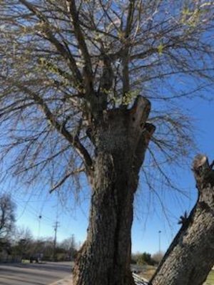 Oak tree removal - This tree was old and in the way. Customer decided to cut it down. Here are some before and after photos of this oak tree. Enjoy Oak tree removal - This tree was old and in the way. Customer decided to cut it down. Here are some before and after photos of this oak tree. Enjoy