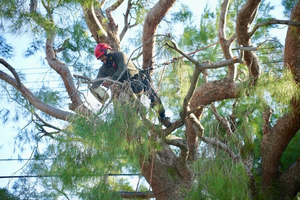 CALIFORNIA ELITE TREE SERVICES & MAINTENANCE - Updated October 2025 ...