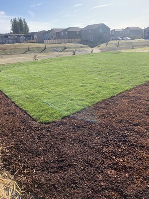 Sod installation - Putting new sod for a new building