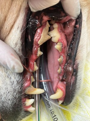 Dental Care - Caring About Your Pet's Dental Health
Recent studies have shown that 70% of adult cats and 80% of adult dogs show symptoms of oral disease. Bad breath, plaque build-up, excessive drooling, sore or bleeding gums when eating or chewing, and decreased appetite are signs that your pet’s teeth may require veterinary attention.
All pets have their teeth and gums examined by our doctors at their routine wellness visits. For dogs and cats of all ages, our licensed technical staff also performs routine dental cleanings which include high-speed ultrasonic cleaning, polishing, and fluoride treatments.
Periodontal disease is the most common disease in dogs and cats with approximately 85% having some form of this disease. Pets with periodontal disease may experience pain, bad breath, and eventual tooth loss. This chronic infection can spread to the heart, liver, lungs, and kidneys which makes routine dentistry vital in preventing periodontal disease.
DPVH has the capability to take dental radiographs to look for diseased tooth roots which can cause infection and pain for your pet and, if necessary, our doctors perform both simple and complex surgical extractions of these diseased teeth.
Special precautions, such as pre-anesthetic blood work, intravenous catheter, and fluid therapy, and special anesthesia protocols are taken with compromised or older pets. Dental Care - Caring About Your Pet's Dental Health
Recent studies have shown that 70% of adult cats and 80% of adult dogs show symptoms of oral disease. Bad breath, plaque build-up, excessive drooling, sore or bleeding gums when eating or chewing, and decreased appetite are signs that your pet’s teeth may require veterinary attention.
All pets have their teeth and gums examined by our doctors at their routine wellness visits. For dogs and cats of all ages, our licensed technical staff also performs routine dental cleanings which include high-speed ultrasonic cleaning, polishing, and fluoride treatments.
Periodontal disease is the most common disease in dogs and cats with approximately 85% having some form of this disease. Pets with periodontal disease may experience pain, bad breath, and eventual tooth loss. This chronic infection can spread to the heart, liver, lungs, and kidneys which makes routine dentistry vital in preventing periodontal disease.
DPVH has the capability to take dental radiographs to look for diseased tooth roots which can cause infection and pain for your pet and, if necessary, our doctors perform both simple and complex surgical extractions of these diseased teeth.
Special precautions, such as pre-anesthetic blood work, intravenous catheter, and fluid therapy, and special anesthesia protocols are taken with compromised or older pets.