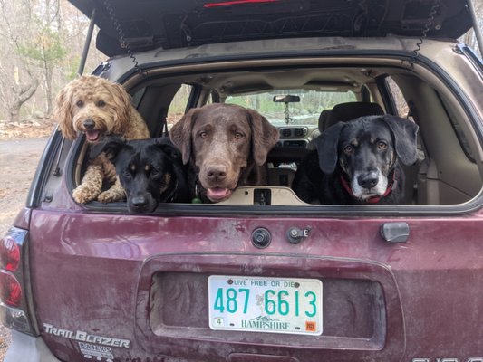 Doggy Daycare - The pups have fun going swimming, on trails, and other field trips during doggy daycare! Doggy Daycare - The pups have fun going swimming, on trails, and other field trips during doggy daycare!