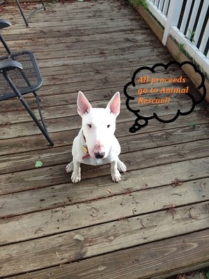 Puppy & Adult obedience training - You just got your new puppy! Wow, cool & scary. Like bringing home a newborn. Let us help get you started. How to potty train, what to feed, should they still nap, how do I introduce them to family, crate training, sit, stay etc.. its a lot to think about and do. Give your puppy time to learn and to bond with you. Don't worry we will get you through it.
Your Adult dog still needs some refining on basic skills or how about games to play. Puppy & Adult obedience training - You just got your new puppy! Wow, cool & scary. Like bringing home a newborn. Let us help get you started. How to potty train, what to feed, should they still nap, how do I introduce them to family, crate training, sit, stay etc.. its a lot to think about and do. Give your puppy time to learn and to bond with you. Don't worry we will get you through it.
Your Adult dog still needs some refining on basic skills or how about games to play.