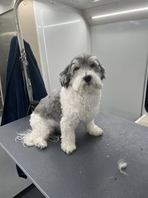 Fluffy and Cute - These are some of our furry friends here at The Poshest Pooch. Fluffy and Cute - These are some of our furry friends here at The Poshest Pooch.