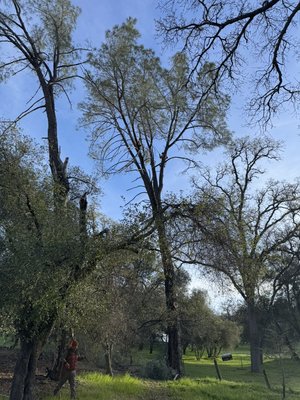 Tree removal - This is a removal of a dead tree that was leaning towards an important shed. The branches were cut off first, then it was cut into various pieces. Lastly, the big stump that was left was tied and pulled away from the shed as it was falling