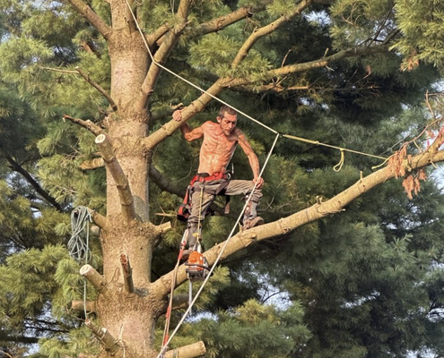 Pine tree removal - Removing a large pine tree Pine tree removal - Removing a large pine tree
