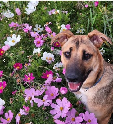 Pet friendly cleaning. - Do you have pets. We work with families with pet owners. Pet friendly cleaning. - Do you have pets. We work with families with pet owners.