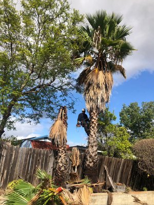 Palm/Bushes Removed - This palms were pushing the fence. Customer requested removal. Palm/Bushes Removed - This palms were pushing the fence. Customer requested removal.