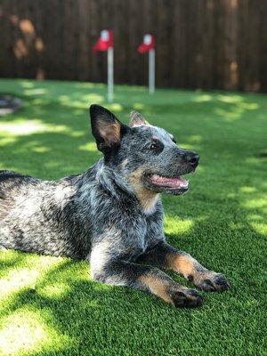 Dog Runs & Pet Areas - Superior Drainage, Durability, and Odor Free

Modern day Artificial Turf is much more durable than natural Grass. It can even withstand the day-to-day usage of a heavily populated doggie kennel. With our antimicrobial infill, dense blade structure, and flow-through backing, we can deliver a cleaner, safer, and better smelling environment for all family members to enjoy.